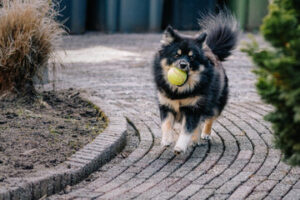 Pomsky